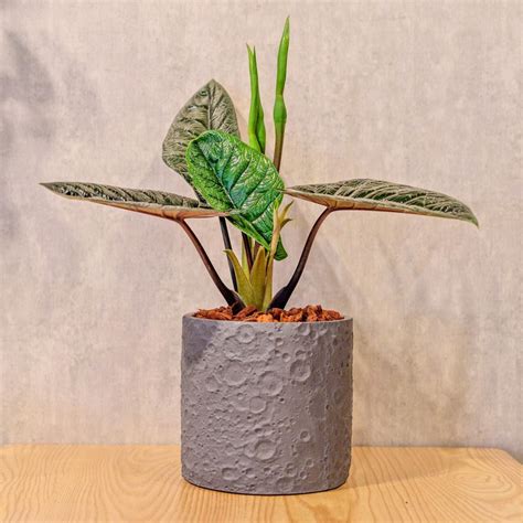 甲骨文 觀音蓮|甲骨文觀音蓮學名：探索 Monstera adansonii 的魅力與特性